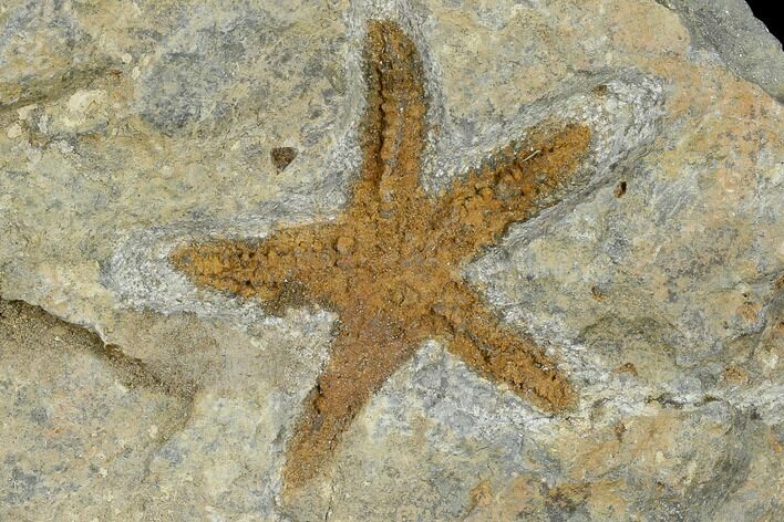 Ordovician Starfish (Petraster?) Fossil - Morocco #118042